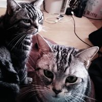 sumire-himawariさん