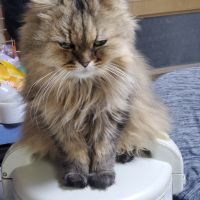 にゃんずのママさん