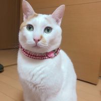 みかんあいすさん