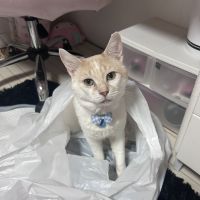 猫を探していますさん