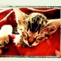 からんだっしゅさん