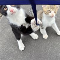 ちょこぽんたんさん