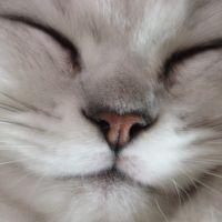 肉球ぷにぷに 会員画像