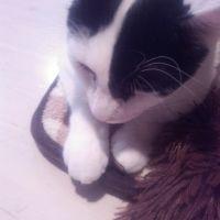 ひろにゃんこ 会員画像