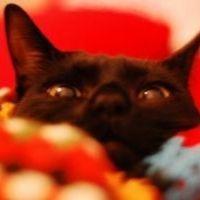 globalocal 会員画像