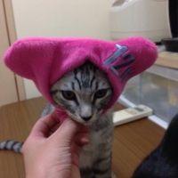 かぼすちゃん 会員画像