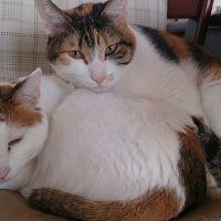 nekozuki 会員画像