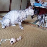 サボロー 会員画像