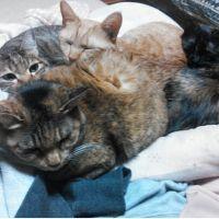 かも猫 会員画像