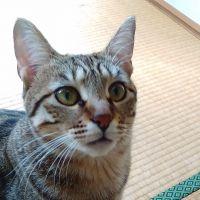 さくらチャム 会員画像