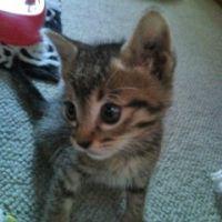 かみねこにゃん 会員画像