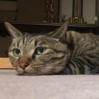 会員画像