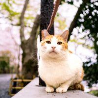 none 会員画像