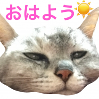 ニャんたさん 会員画像