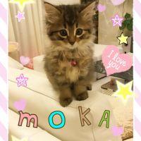 MOKAKO 会員画像