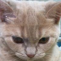 しまねこ39 会員画像