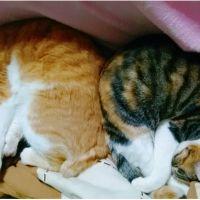 ミロン&キャサリン。 会員画像