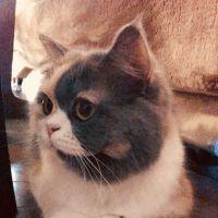 ショパンのママ 会員画像