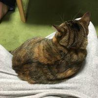 アベシ 会員画像