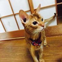 ばぁす 会員画像