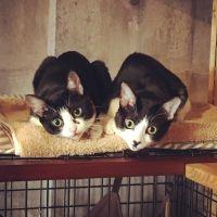 cocona miki 会員画像