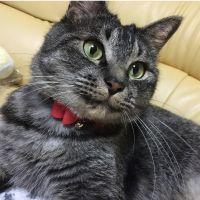 おかずにゃん 会員画像