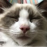 たぬきっちゃん 会員画像
