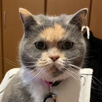 ココちゃんまま 会員画像