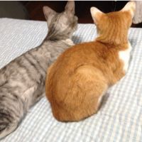 みーすけちゃとらん 会員画像