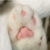 ねねねねねねねこ 会員画像