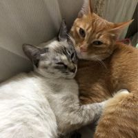 きみきよねこ 会員画像