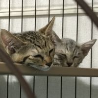 猫 単身者 会員画像