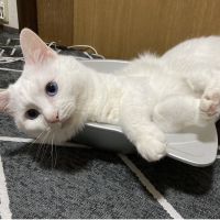 みぃ(о´∀`о) 会員画像