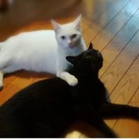 ねこの手あい 会員画像