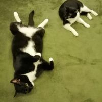 ねこらっきー 会員画像
