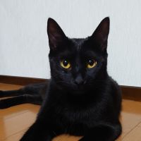 黒猫うめさん