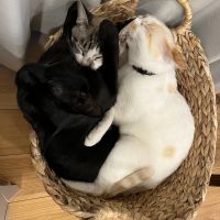 かなもさん
