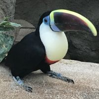 あさとひる 会員画像