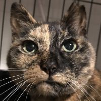 半分チャンネル