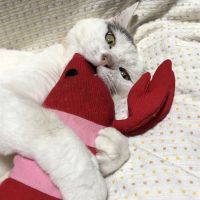 あざもすさん