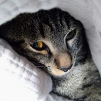 ゆぴたろうさん