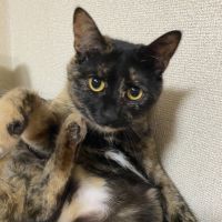 あみちょこさん
