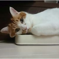 きのぴー。 会員画像