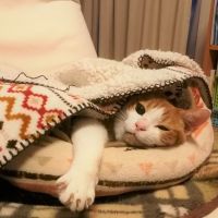 Mikan the Cat 会員画像