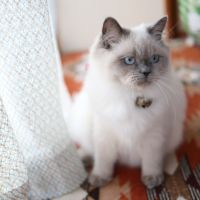 にゃんずまま⋆ 会員画像