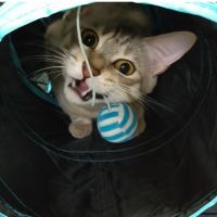 にゃぴよ 会員画像