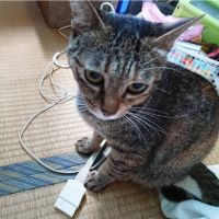 asapyonさん