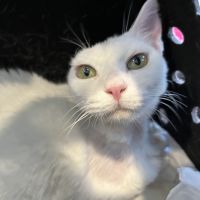 ひにゃにゃ 会員画像