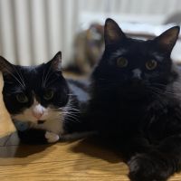 ヘイちゃん 会員画像