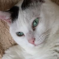 ねこきりん 会員画像